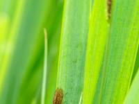 Gemeine Wasserflorfliege auf Schilfblatt